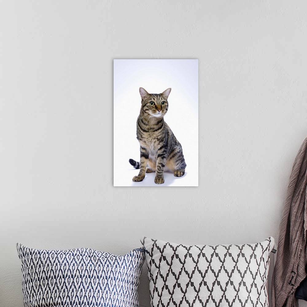 A bohemian room featuring Japanese cat on white background