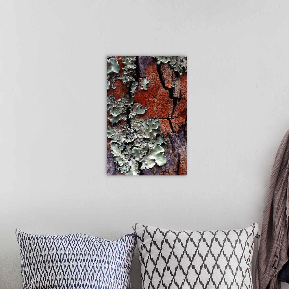 A bohemian room featuring Lichen on tree bark