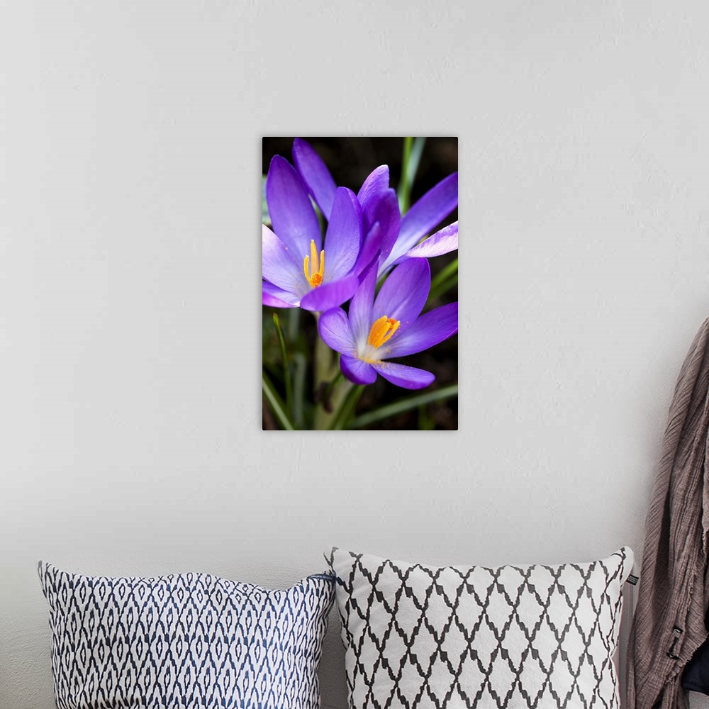 A bohemian room featuring Low level image of fresh spring Crocus