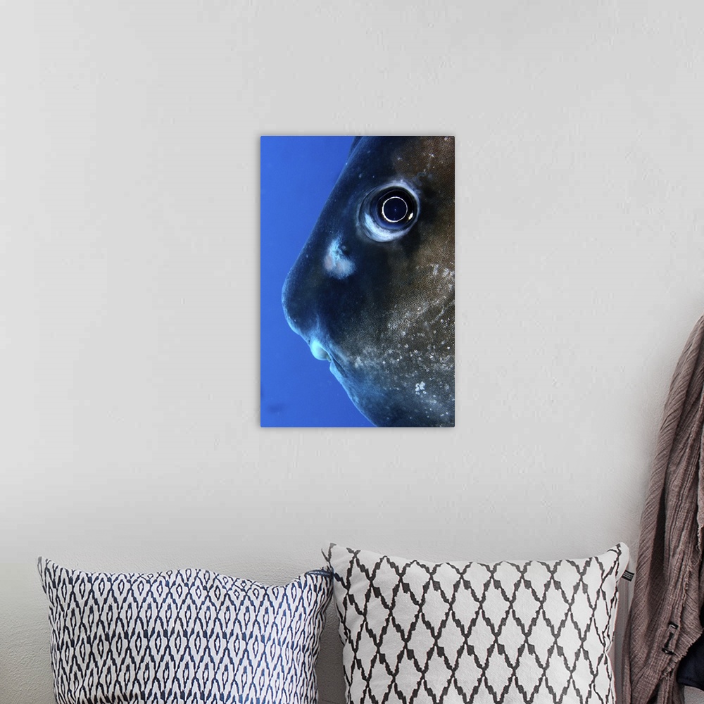 A bohemian room featuring Close up of curious moon fish under water.