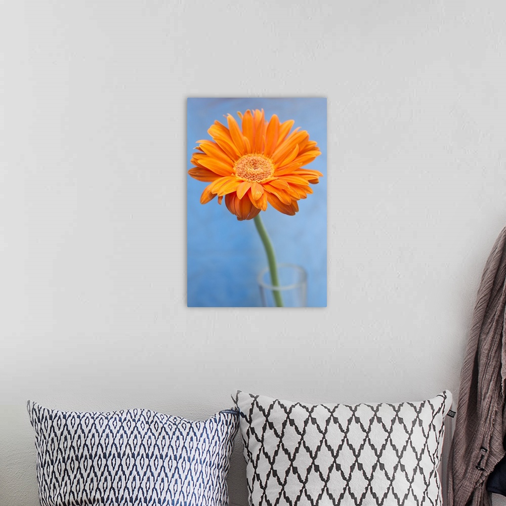 A bohemian room featuring Orange gerbera daisy in glass vase against blue backdrop.