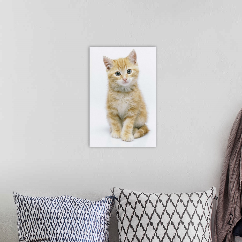 A bohemian room featuring Portrait of a kitten