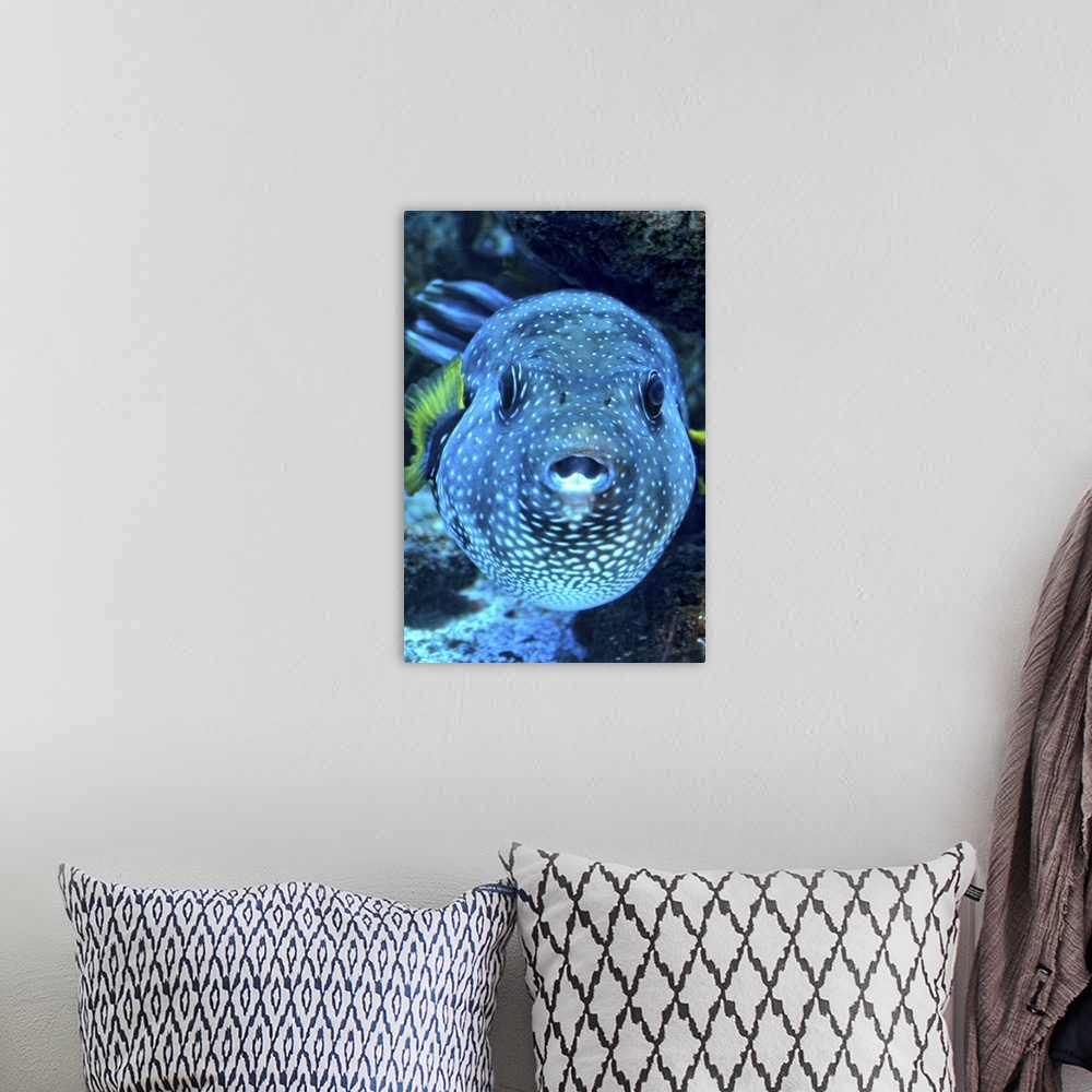 A bohemian room featuring stars and stripes puffer fish (Arothron hispidus)