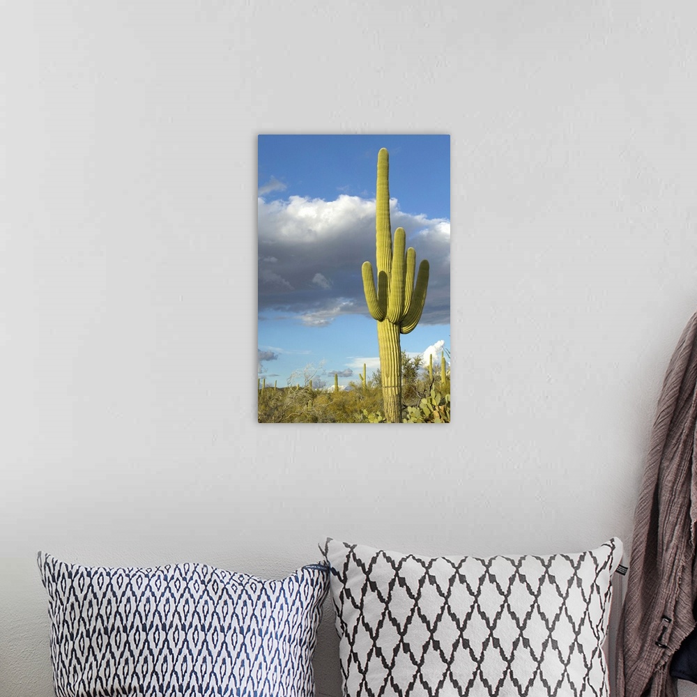 A bohemian room featuring 'Saguaro Cactus and white puffy clouds in Springtime, Saguaro National Park West, Tucson, Arizona'