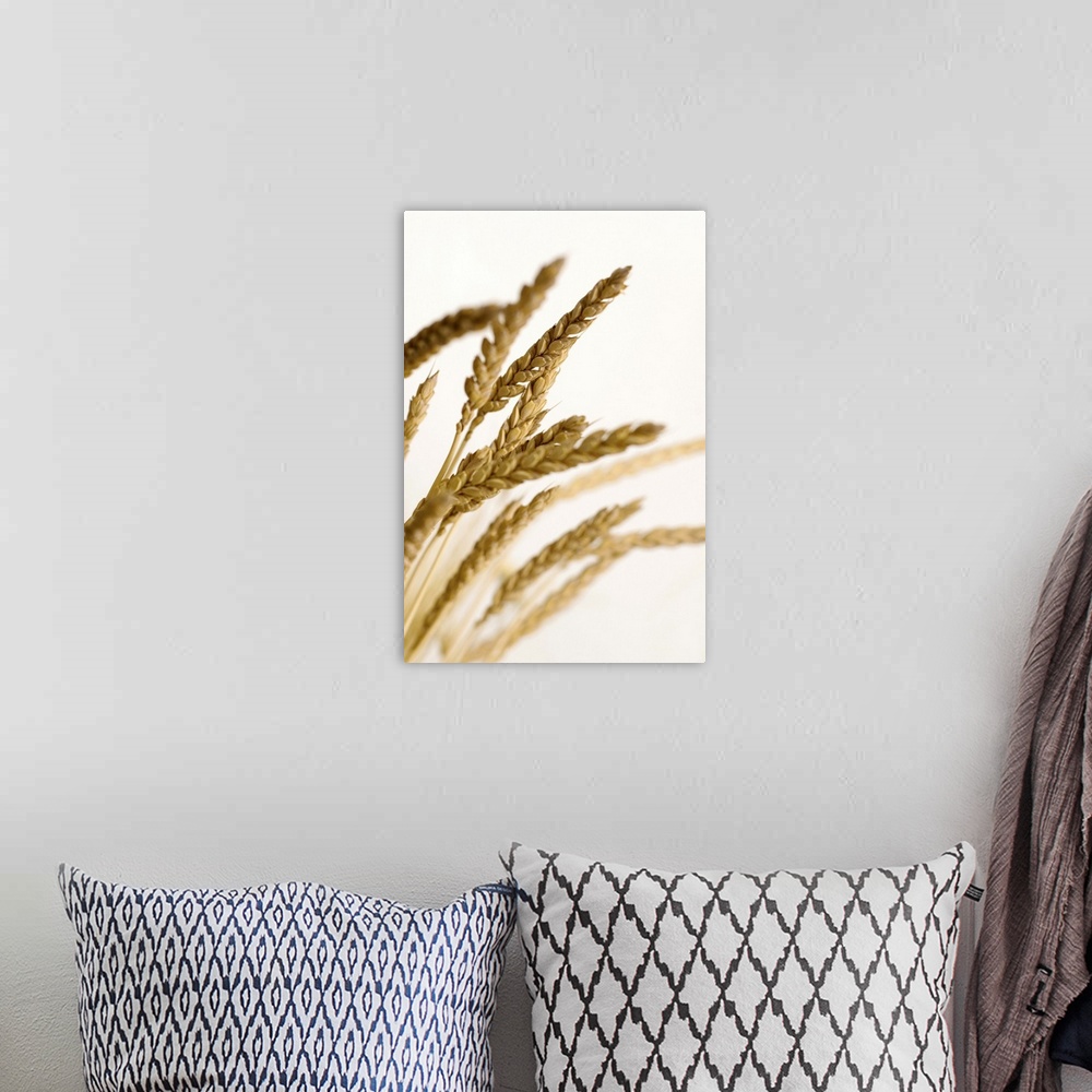 A bohemian room featuring Shaft of wheat against a white background.
