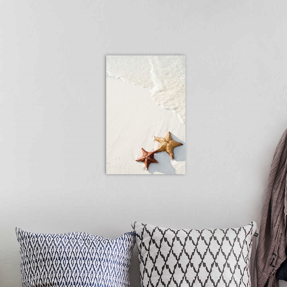 A bohemian room featuring Big photograph shows a couple marine echinoderms with five radiating arms sitting next to each ot...