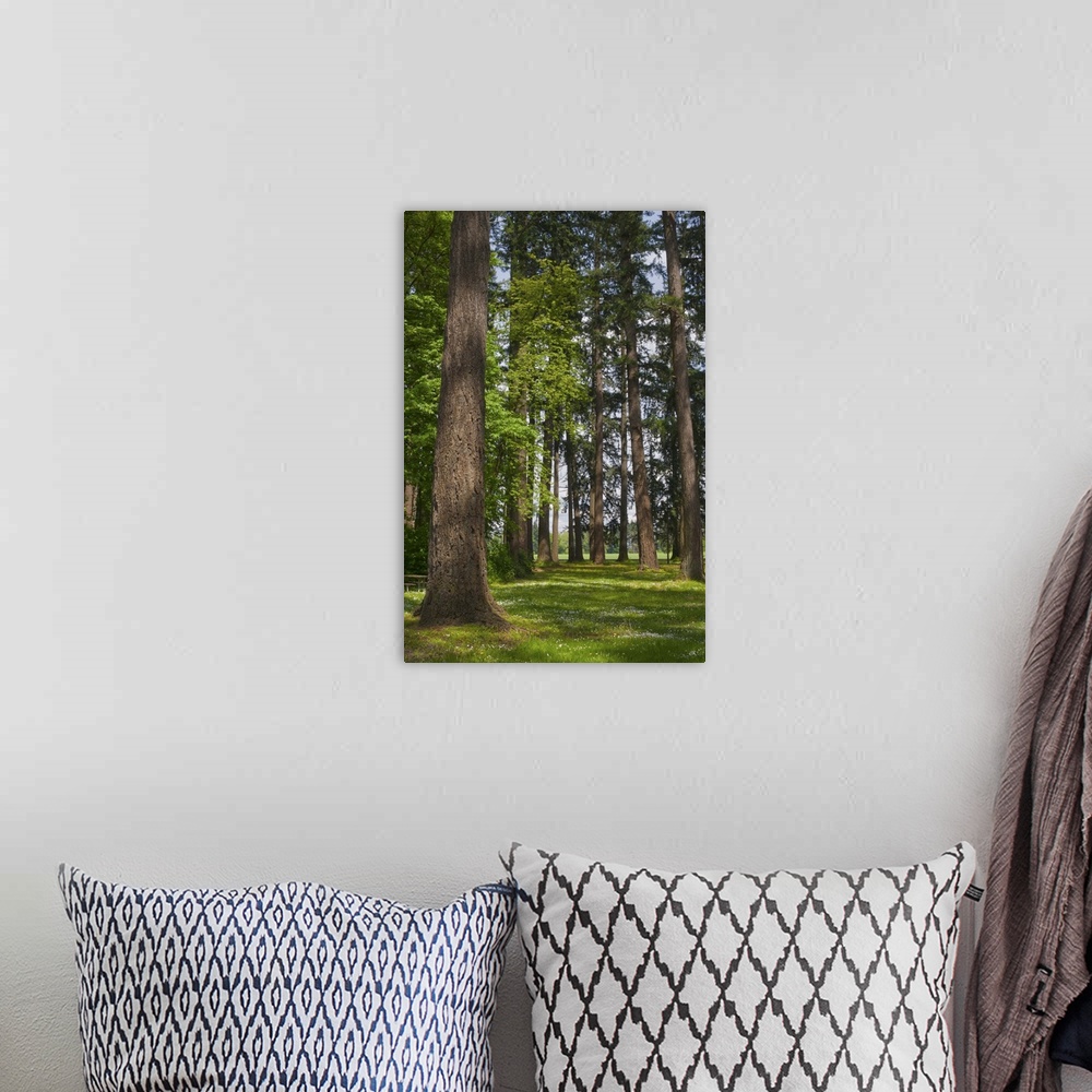 A bohemian room featuring USA, Oregon, Fir trees forest