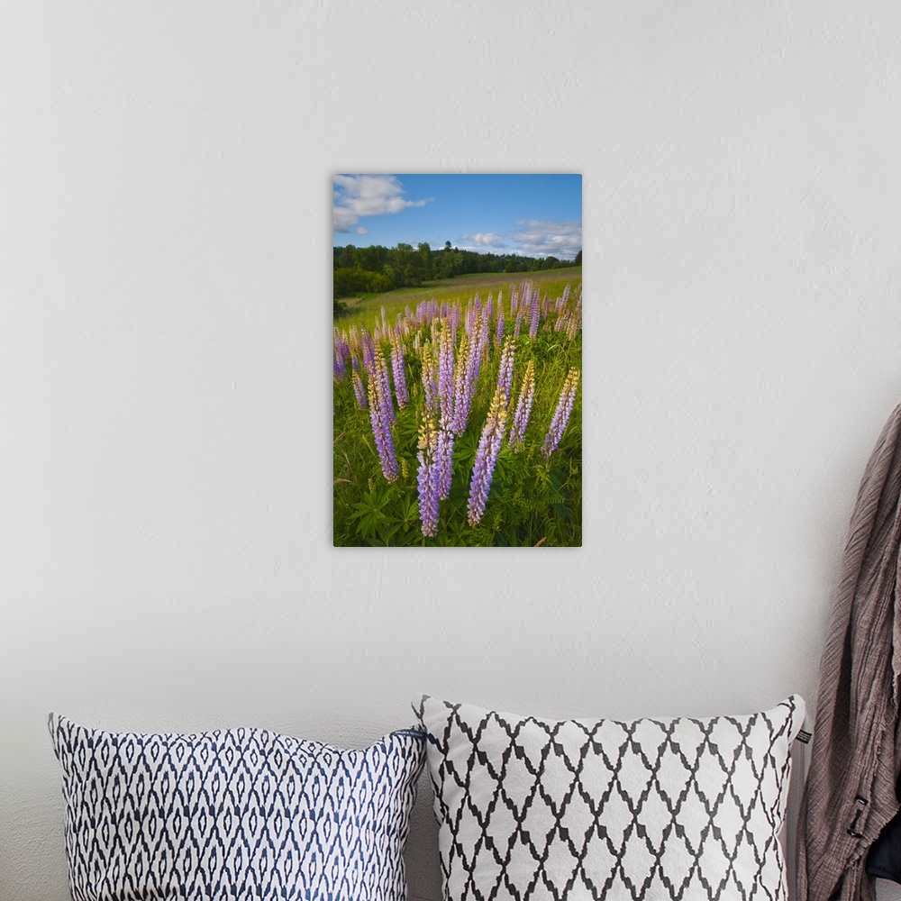 A bohemian room featuring USA, Oregon, Flowering lupines