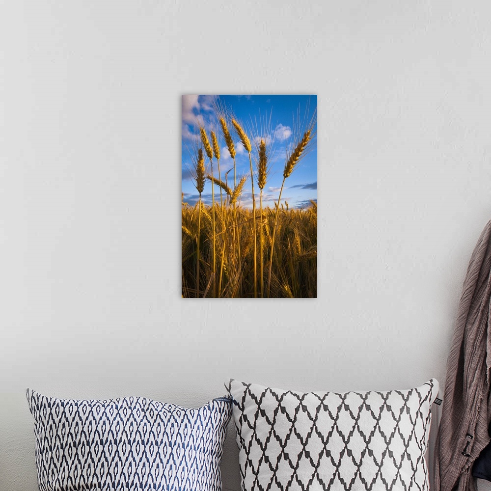 A bohemian room featuring USA, Oregon, Marion County, Wheat field