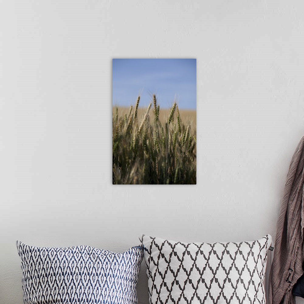 A bohemian room featuring Wheat field, Eastern Washington