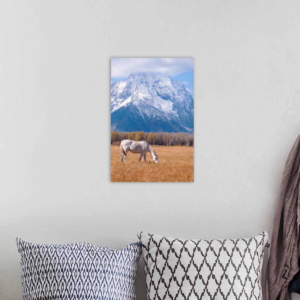 A bohemian room featuring White horse grazing. Grand Teton National Park, Wyoming, USA.