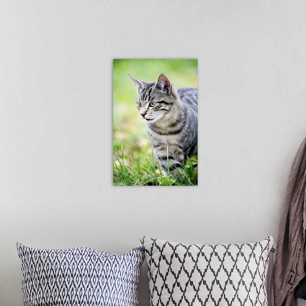 A bohemian room featuring Young cat in grass