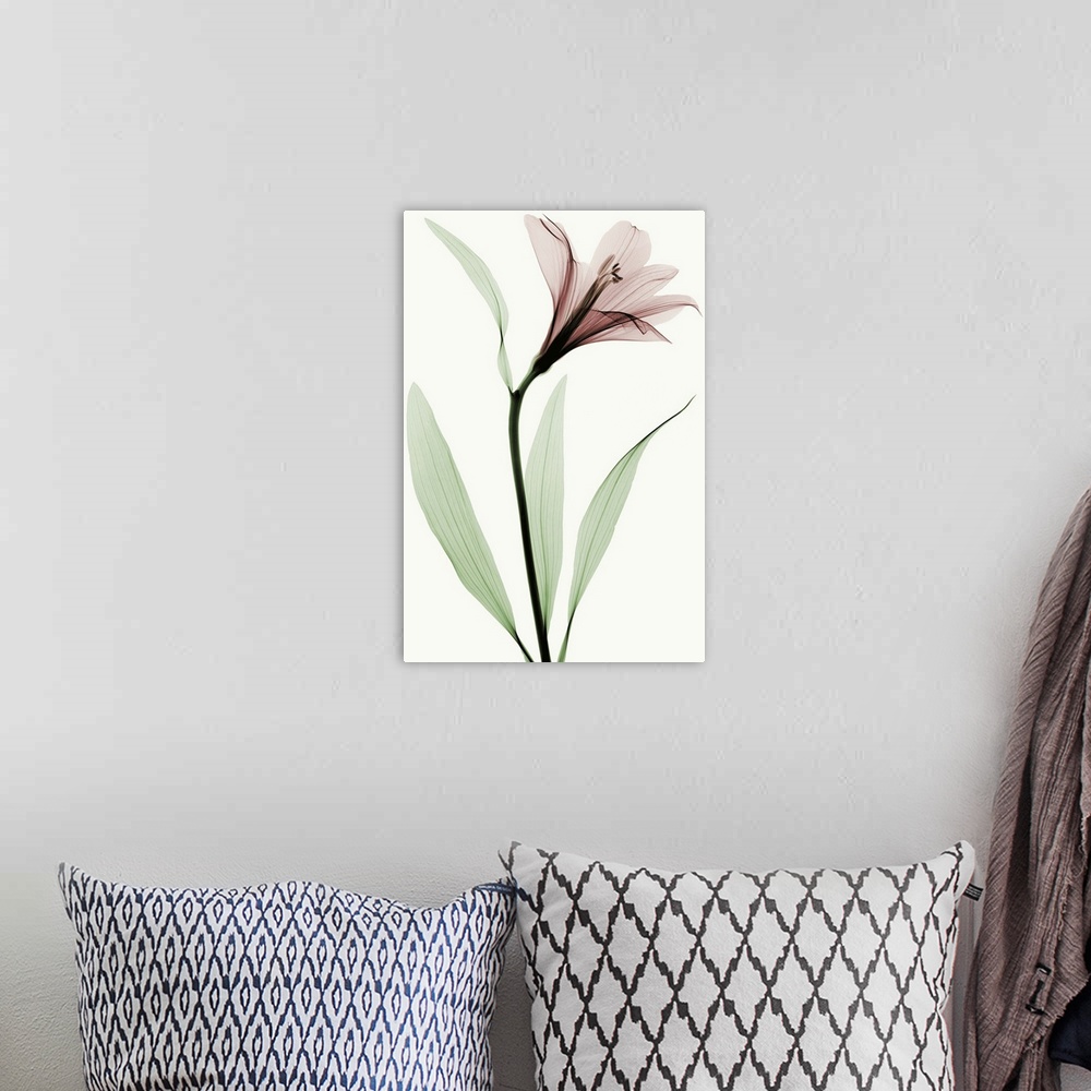 A bohemian room featuring X-Ray photograph of a lily against a white background.