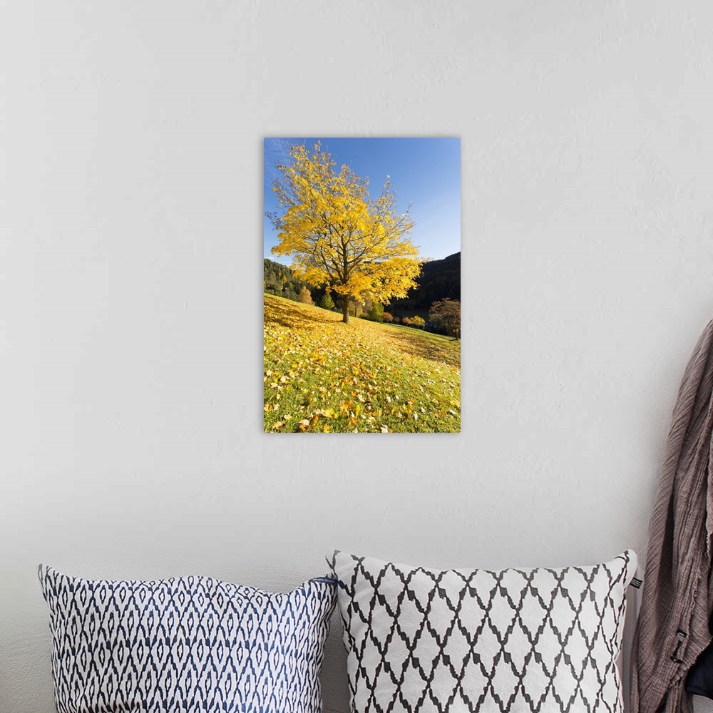 A bohemian room featuring A suggestive view of a yellow tree with the ground full of yellow leaves, Val Gardena, Bolzano pr...
