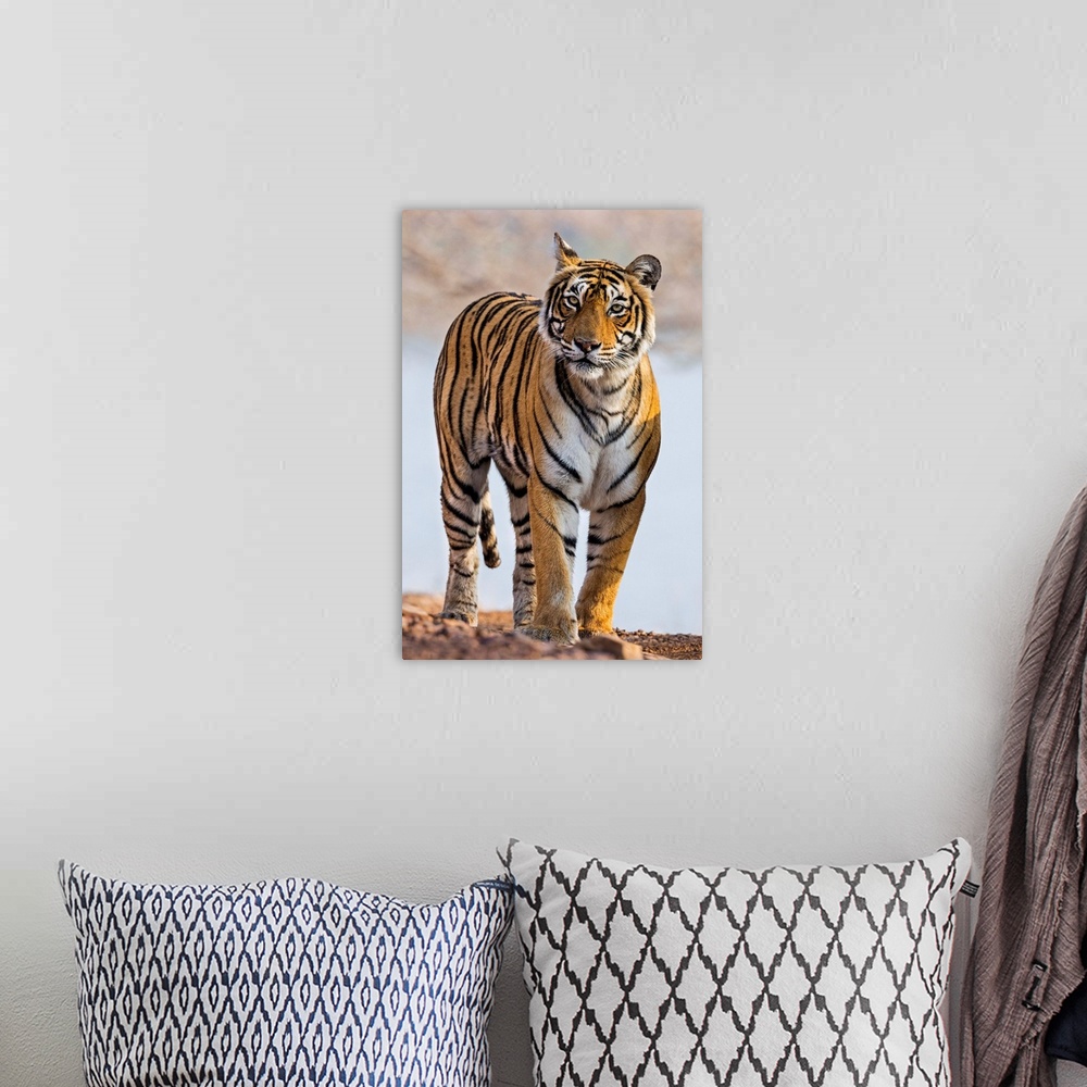A bohemian room featuring India, Rajasthan, Ranthambhore. A female Bengal tiger.