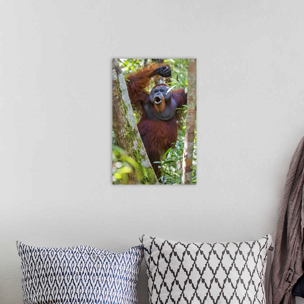 A bohemian room featuring Indonesia, Central Kalimatan, Tanjung Puting National Park. A male Orangutan calling.