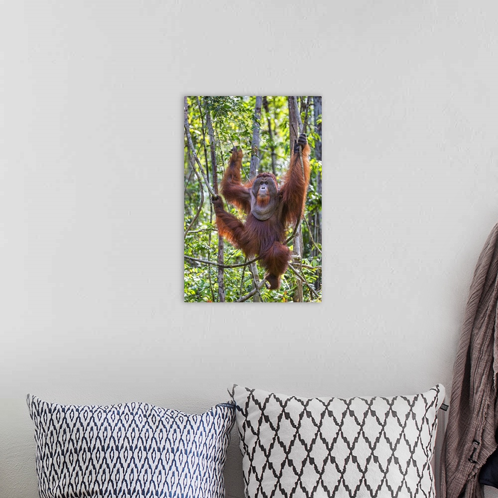 A bohemian room featuring Indonesia, Central Kalimatan, Tanjung Puting National Park. A large male Bornean Orangutan with d...