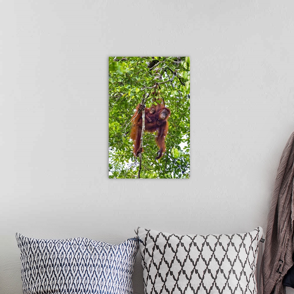 A bohemian room featuring Indonesia, Central Kalimatan, Tanjung Puting National Park. A Mother and baby Bornean Orangutan.