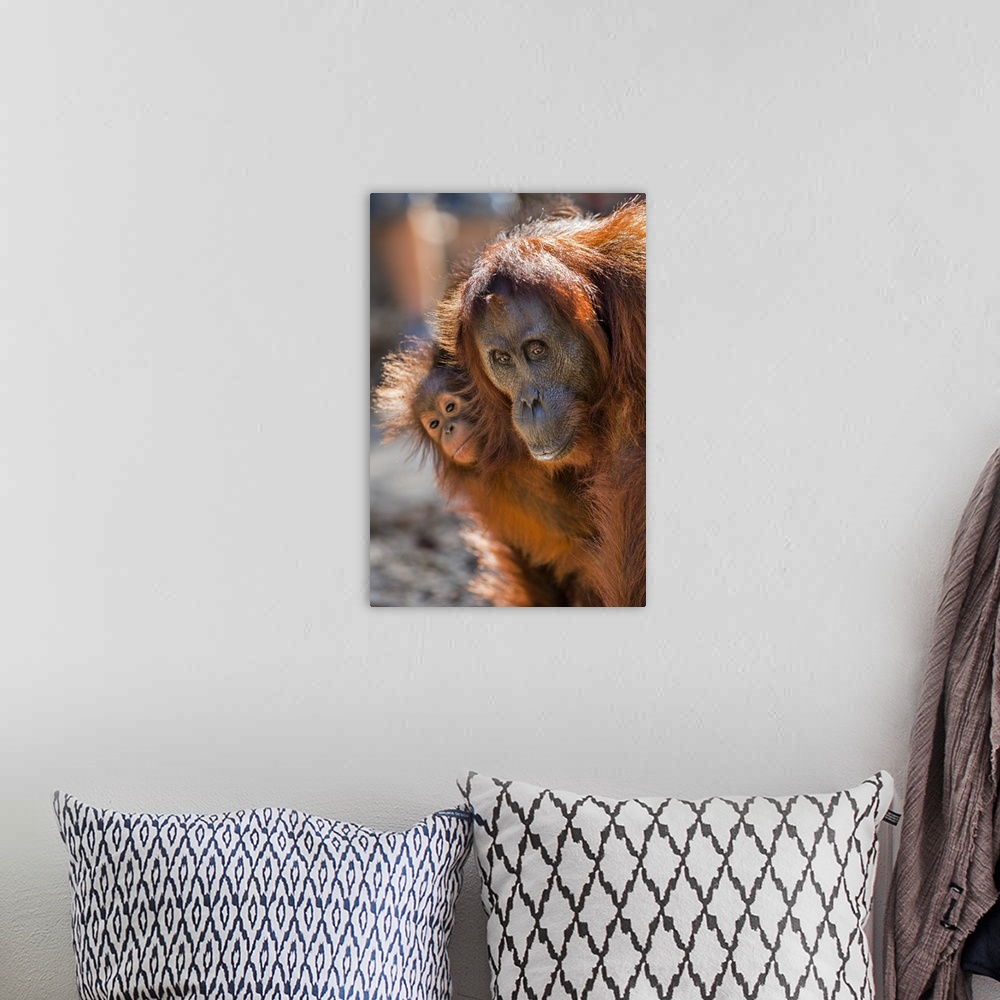 A bohemian room featuring Indonesia, Central Kalimatan, Tanjung Puting National Park. A mother and baby Bornean Orangutan.