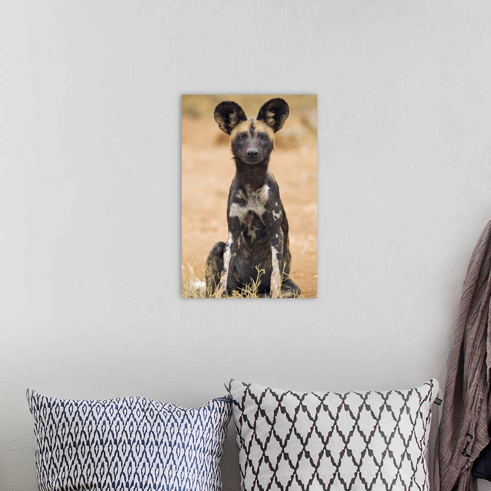 A bohemian room featuring Kenya, Laikipia County, Laikipia. A juvenile wild dog showing its blotchy coat and rounded ears.