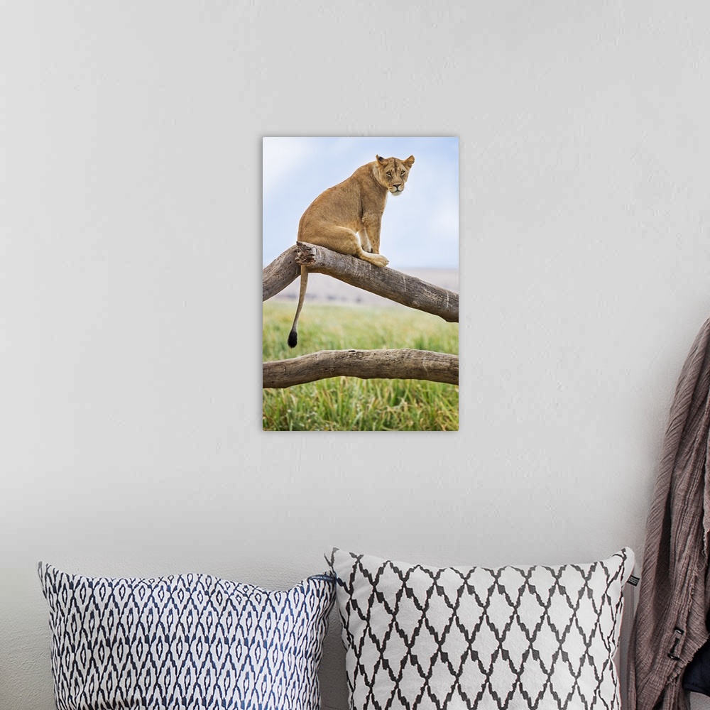 A bohemian room featuring Kenya, Meru County, Lewa Wildlife Conservancy. A Lioness sitting on the branch of a dead tree.