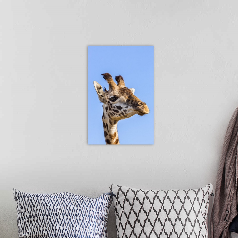 A bohemian room featuring Kenya, Narok County, Masai Mara. A young Maasai giraffe.