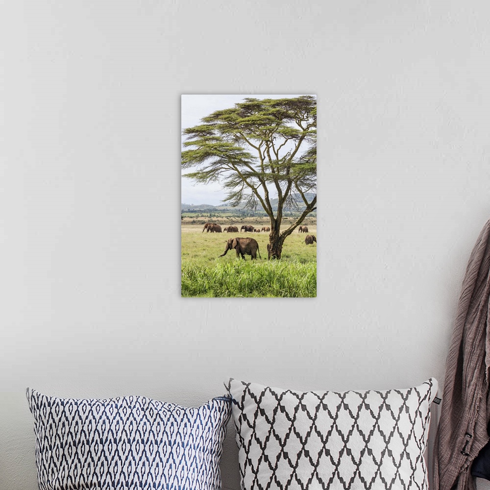 A bohemian room featuring Kenya, Meru County, Lewa Wildlife Conservancy. A herd of elephants near a yellow-barked Acacia tree.