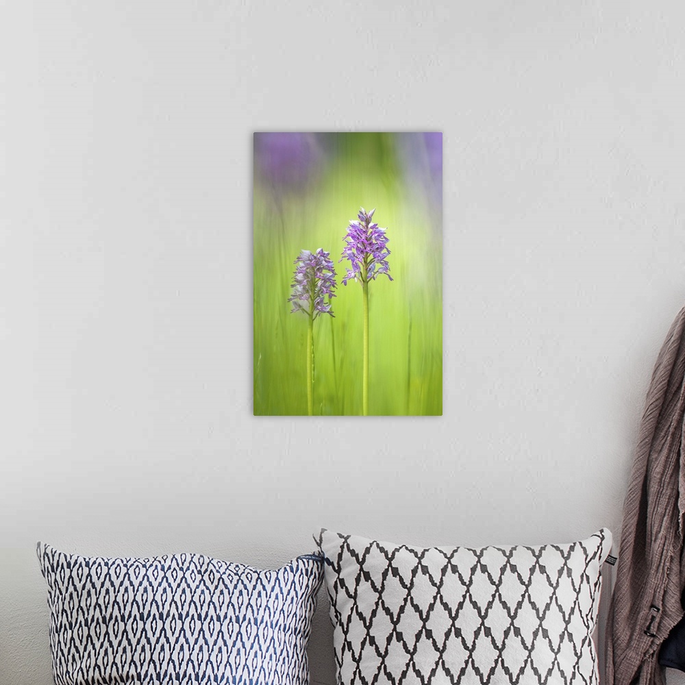A bohemian room featuring Slovenia, Orchis militaris in the green grass
