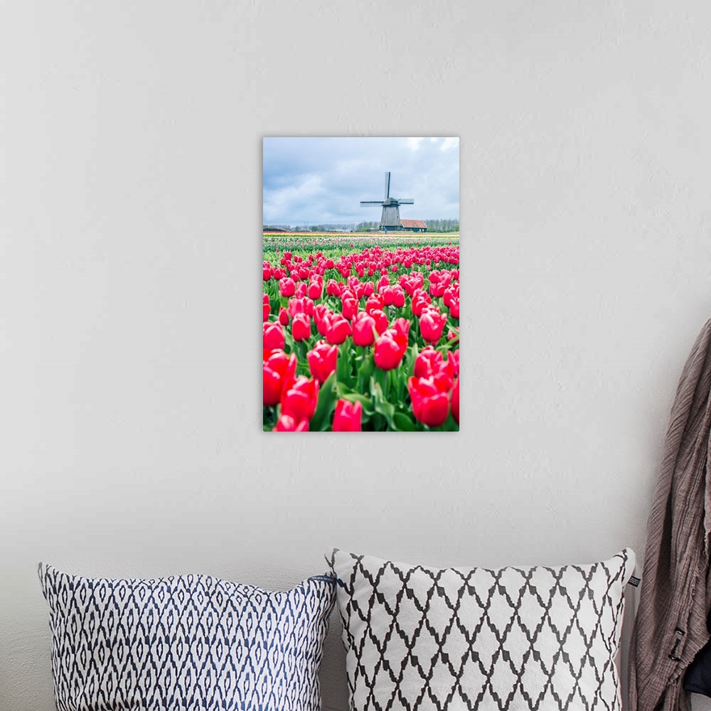 A bohemian room featuring Windmills and tulip fields full of flowers in Netherland.
