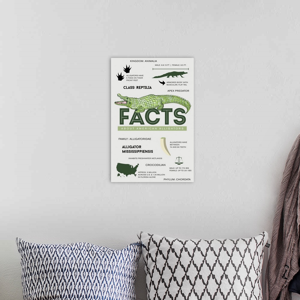 A bohemian room featuring Facts About American Alligators