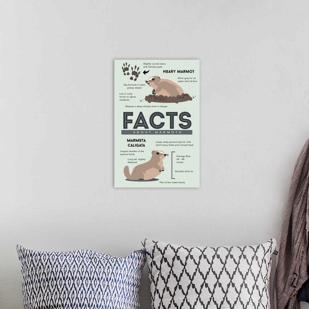 A bohemian room featuring Facts About Hoary Marmots