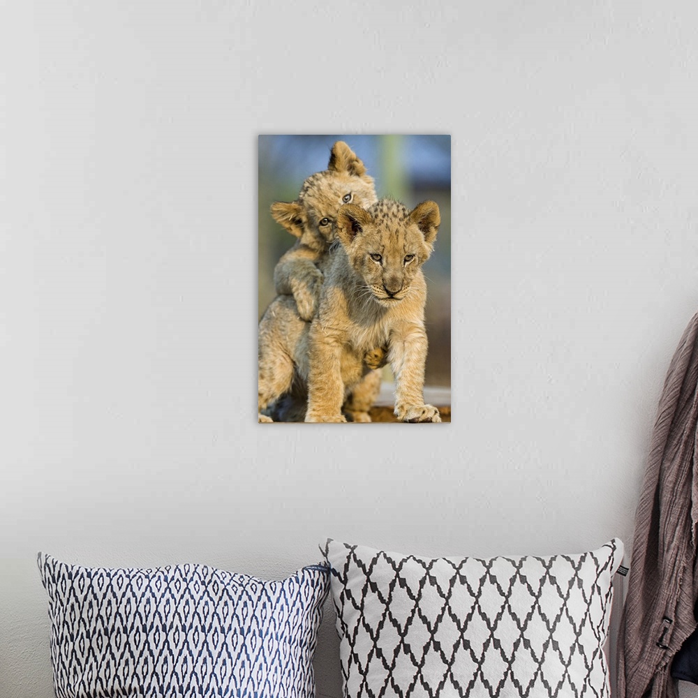 A bohemian room featuring Lion Cubs Playing