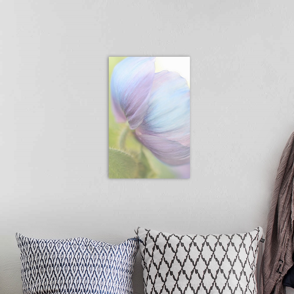 A bohemian room featuring Close up photography of the underside of a poppy with pale blue petals.
