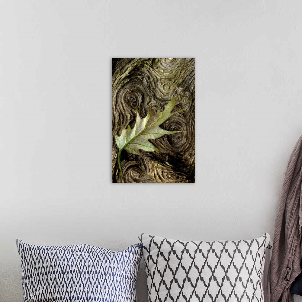 A bohemian room featuring A single leaf is photographed against tree bark that contains spirals.