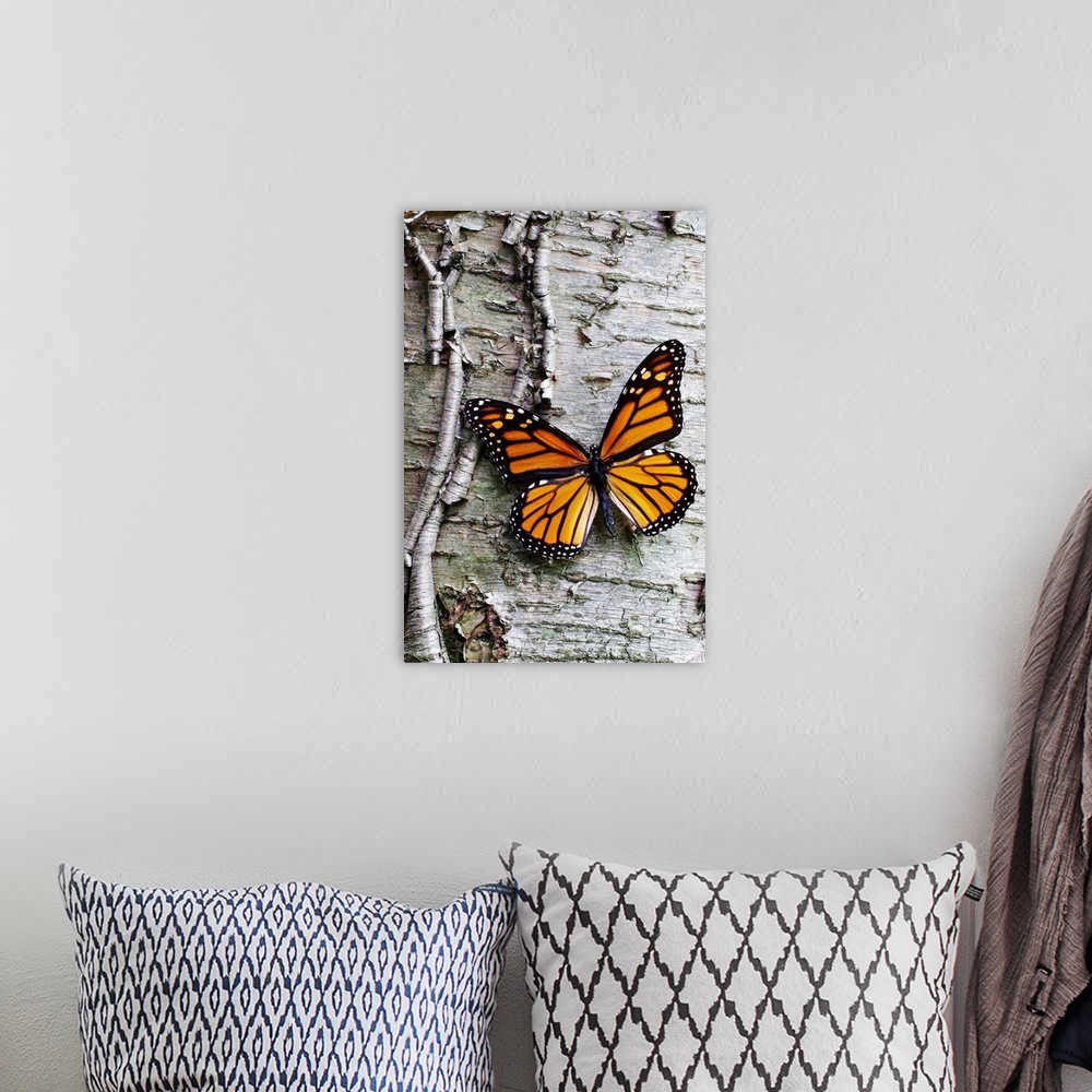 A bohemian room featuring Giant photograph showcases a lone butterfly sitting against the roughly textured bark of a tree.
