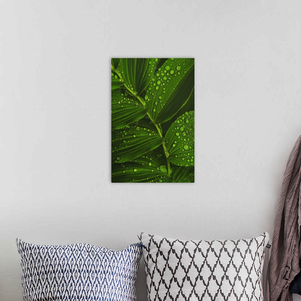 A bohemian room featuring Close-up photograph of bright green dew drop covered leaves.