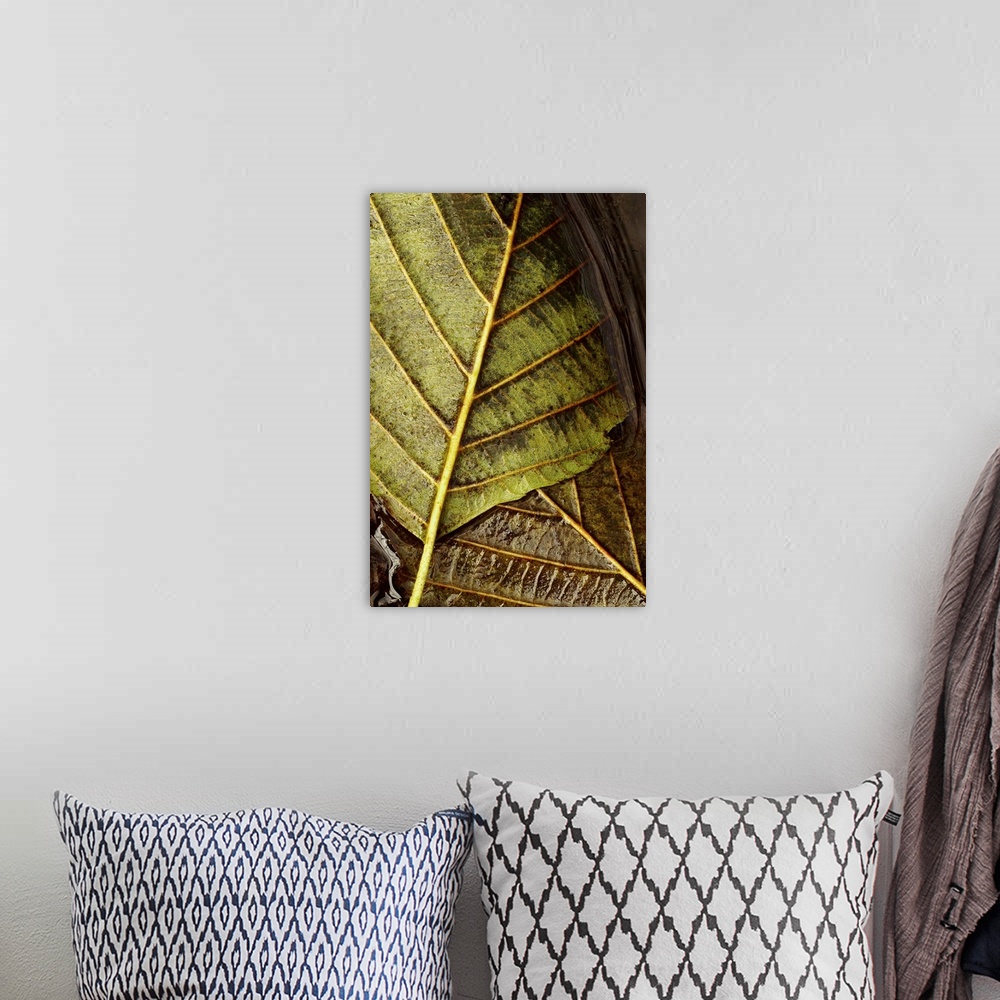 A bohemian room featuring Two large leafs are photographed very closely on the surface of water.