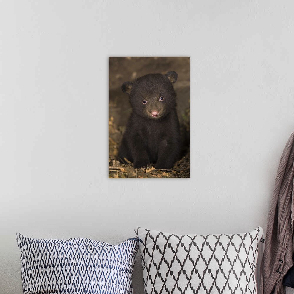 A bohemian room featuring Black BearUrsus americanus7 week old cub (brown color phase) in den*Captive