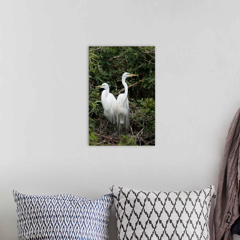 A bohemian room featuring Great Egret pair in nest in breeding plumage, Florida