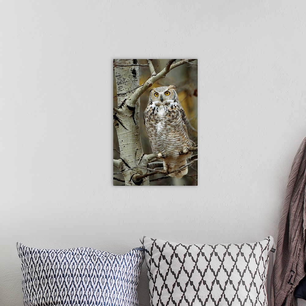 A bohemian room featuring Great Horned Owl (Bubo virginianus) pale form, perched in tree, Alberta, Canada