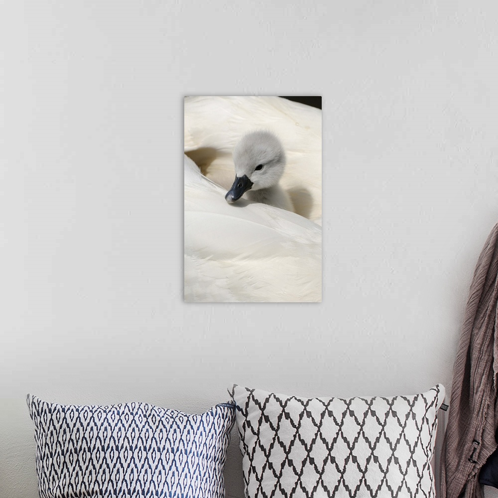 A bohemian room featuring Mute Swan (Cygnus olor) cygnet, on back of adult female, Abbotsbury, Dorset, England