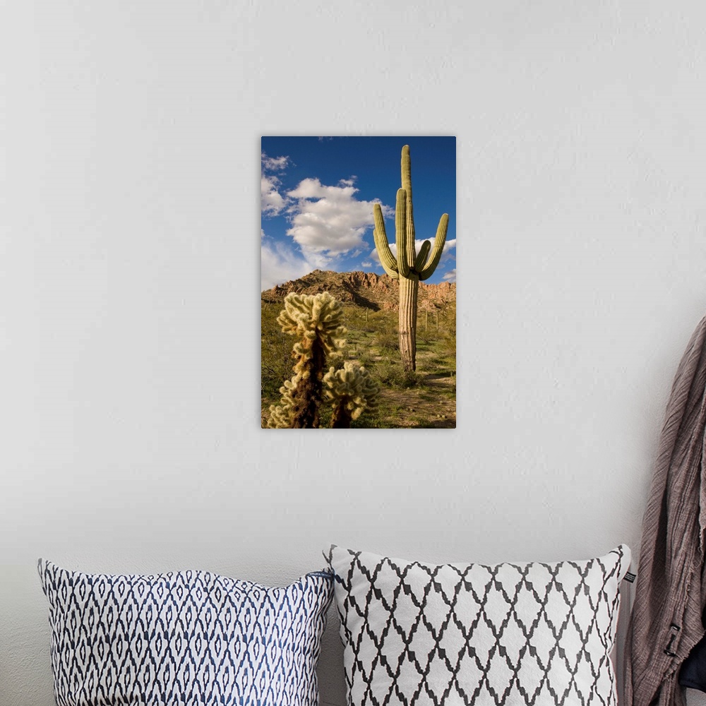Saguaro cactus in desert, Arizona Wall Art, Canvas Prints, Framed ...