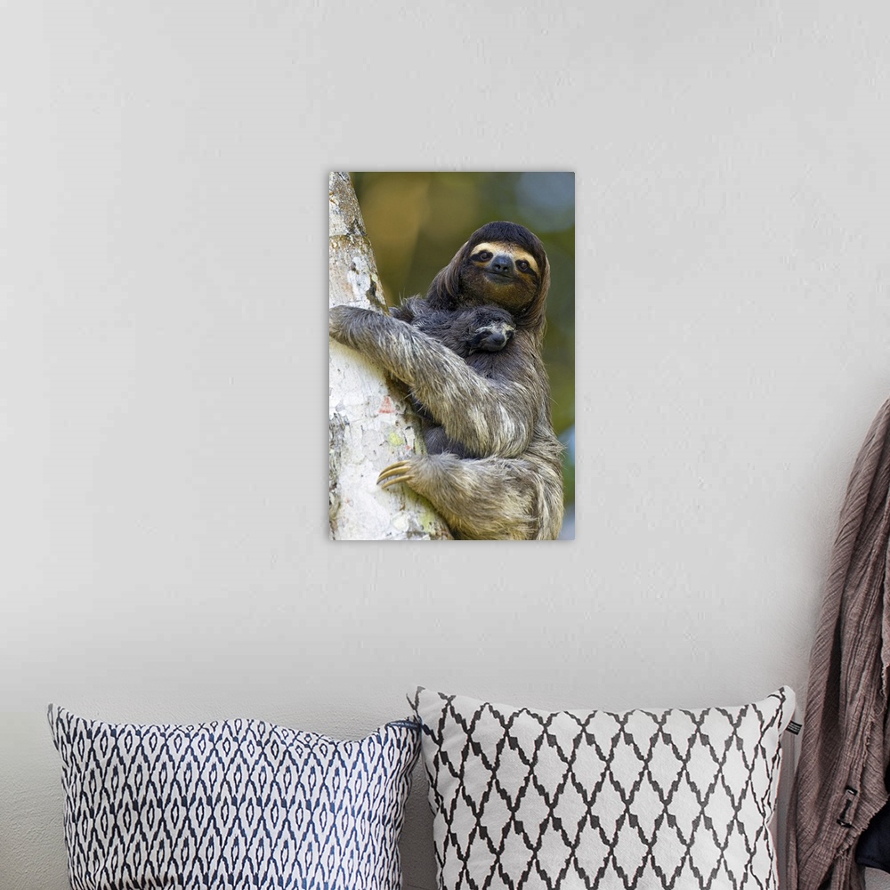 A bohemian room featuring Brown-throated Three-toed Sloth Bradypus variegatusMother and newborn baby (less than 1 week old)...