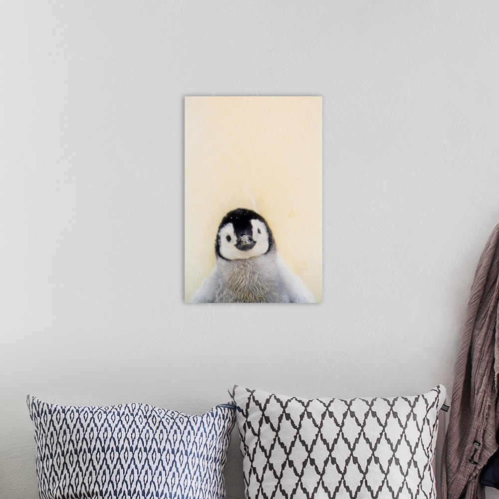 A bohemian room featuring Big, vertical photograph of an Emperor penguin chick from the chest up, standing against the warm...