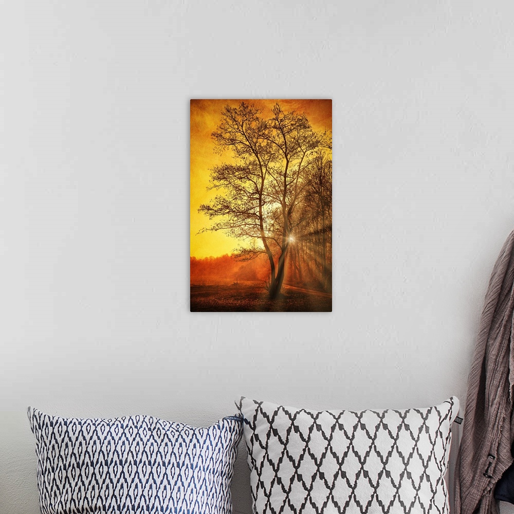 A bohemian room featuring The sun breaks through a forest with a bare tree in the foreground