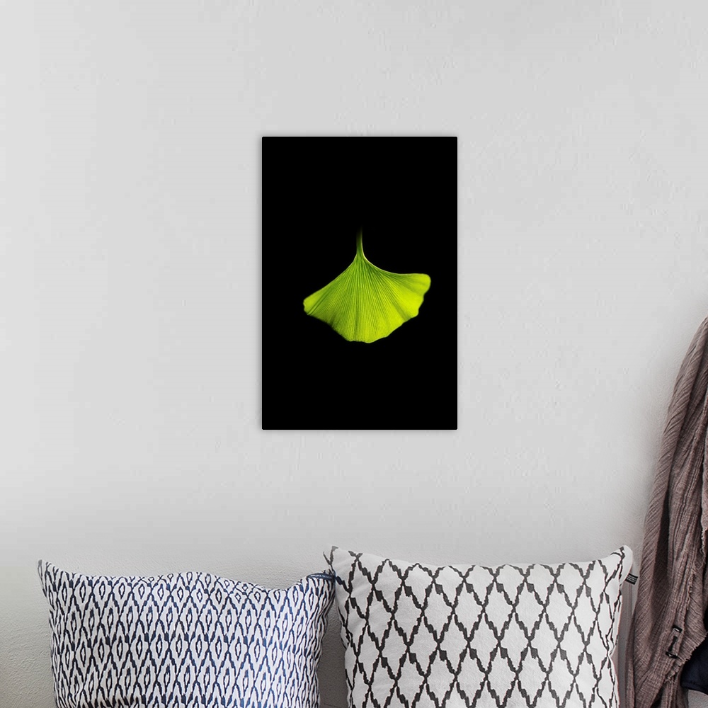 A bohemian room featuring Green ginkgo leaf close up on black background