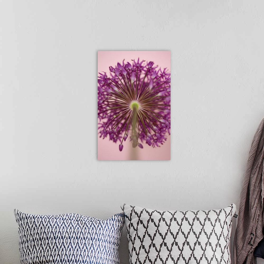 A bohemian room featuring A contemporary soft focus of a magenta pink alium flower head against a soft pink background.