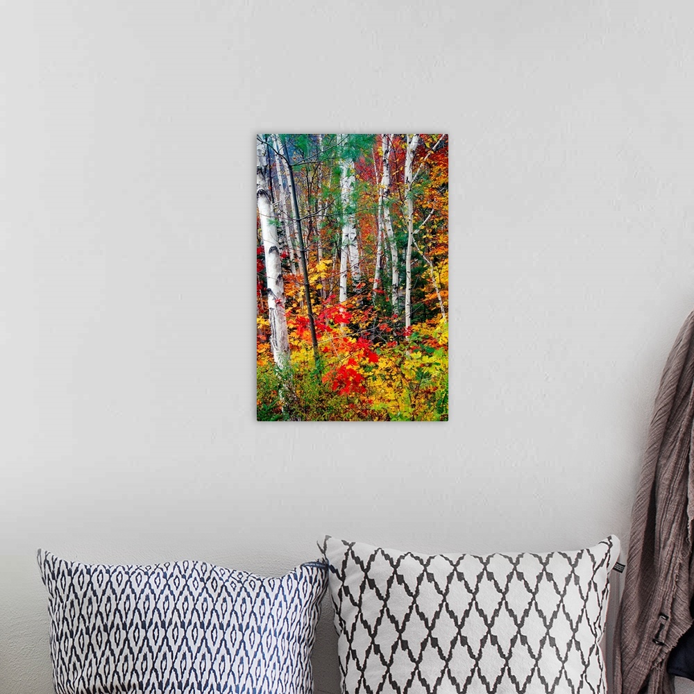 A bohemian room featuring Photograph of tall pale tree barks surrounded by fall foliage.