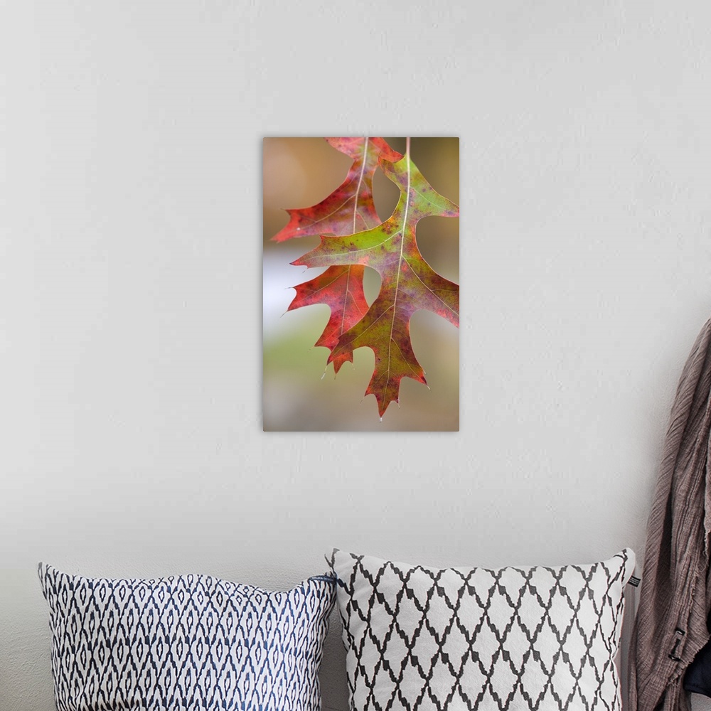 A bohemian room featuring Autumn Color Pin Oak Tree Leaves