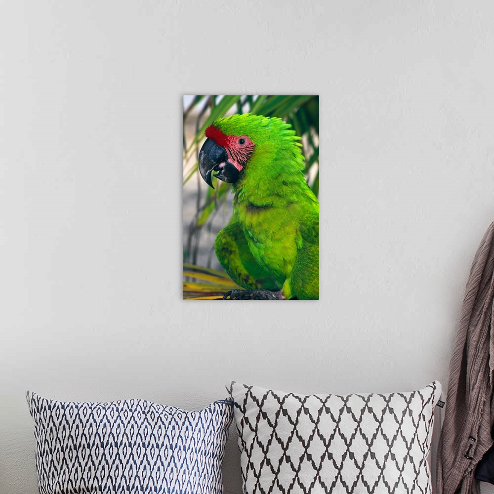 A bohemian room featuring Buffons macaw, portrait profile, Roatan, Honduras.